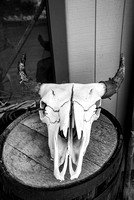 Cattle skull, Sedona, AZ